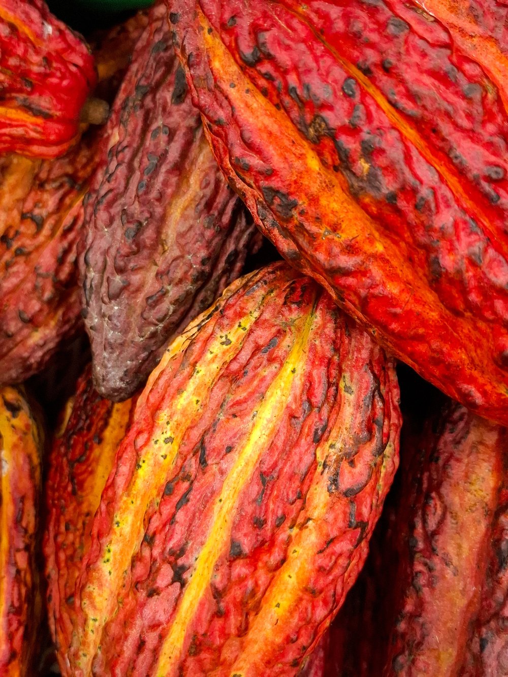 Red criollo cacao pods