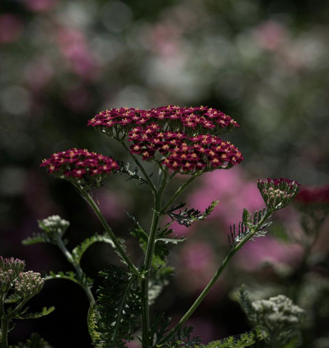 Styled nature photography, an example of content style